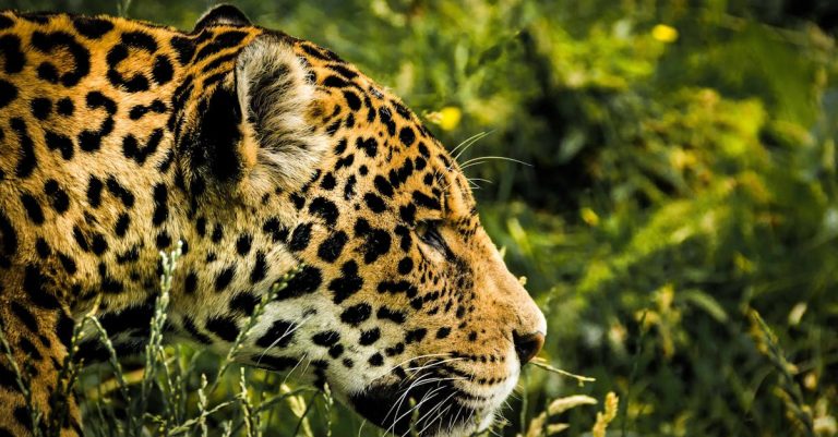 Quels sont les coins de nature à explorer à Paris ?