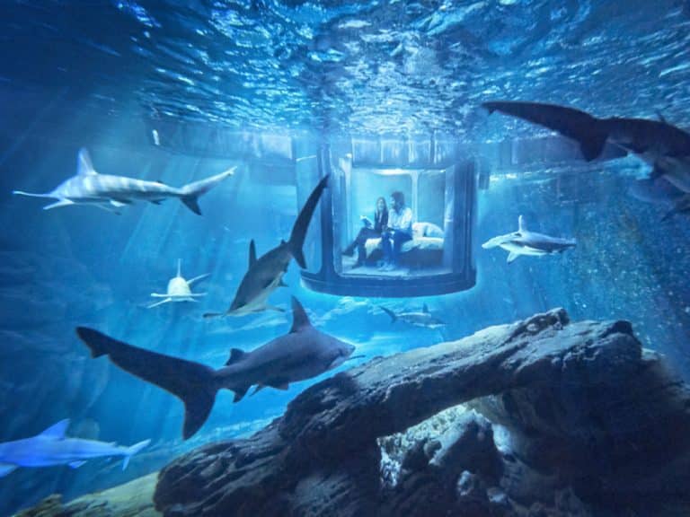 Votre début de soirée à l&rsquo;Aquarium de Paris