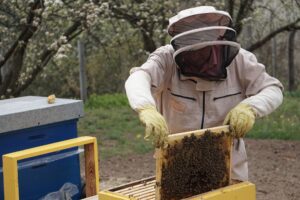 Un après-midi d’abeilles gratuit au parc André-Citroën