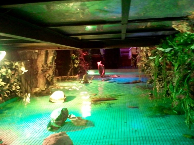 Soirée resto : flottez au-dessus des poissons au Dragons Elysées