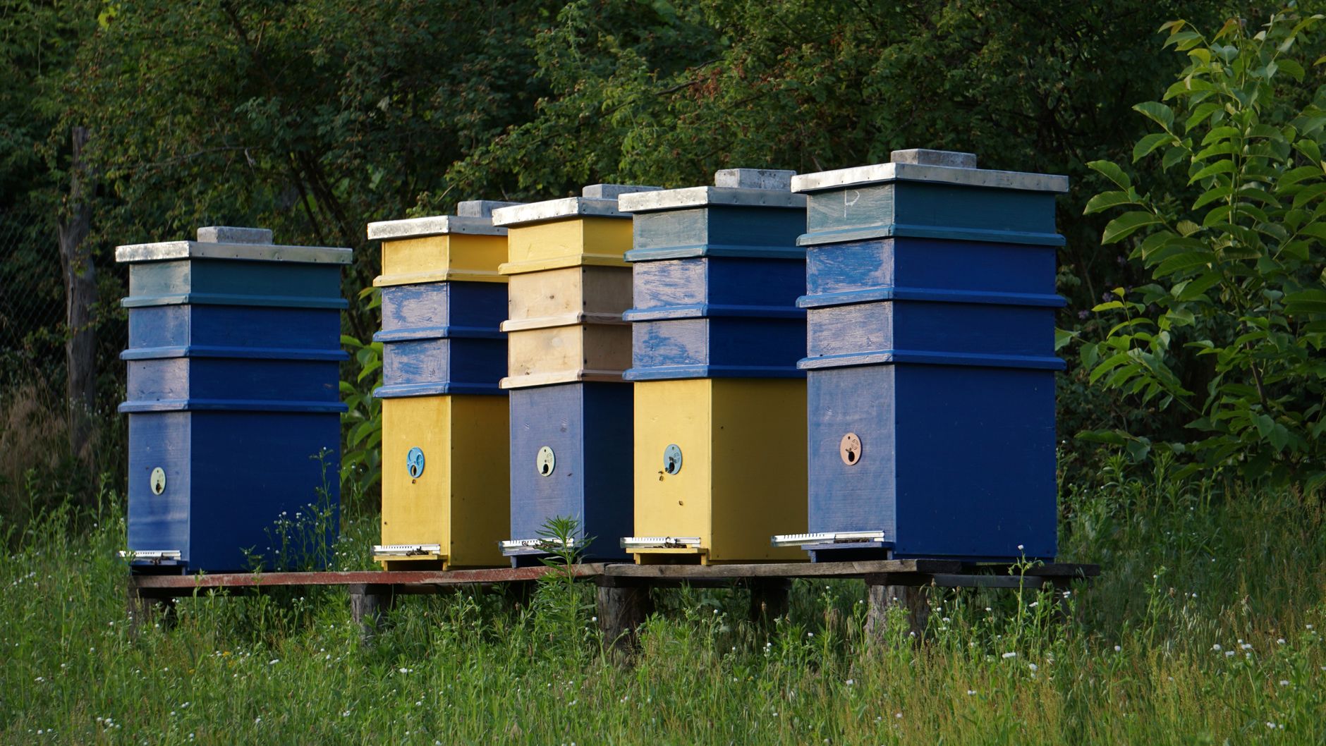 Ruches colorées alignées dans un jardin