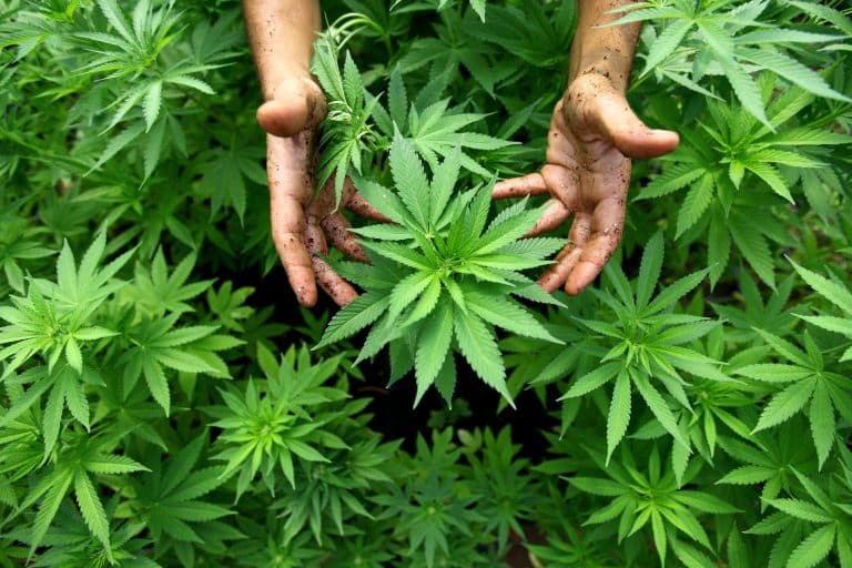 Quels sont les effets des graines de cannabis ?